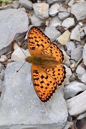 Réf. 285 502 : Argynnis sp.