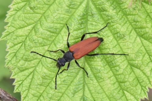 Anastrangalia sanguinolenta