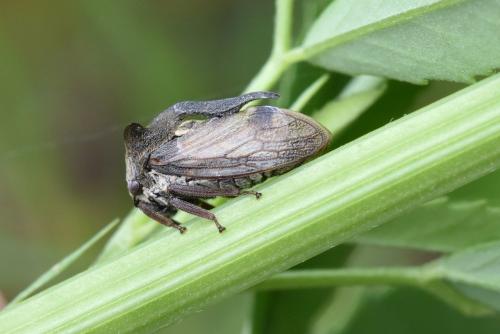 Centrotus cornutus