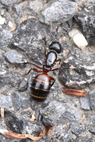 Réf. 285 430 : Camponotus ligniperda