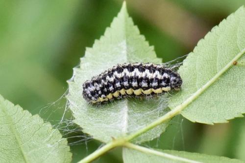 Heterogynis sp.