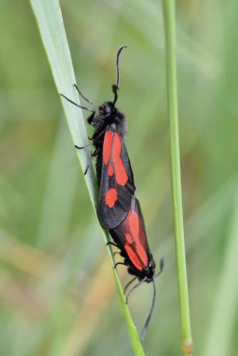 Zygaena romeo