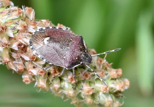 Réf. 285 902 : Holcostethus sp.