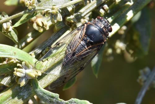 Cicadatra atra