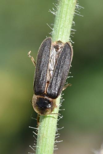 Réf. 285 886 : Lampyris noctiluca