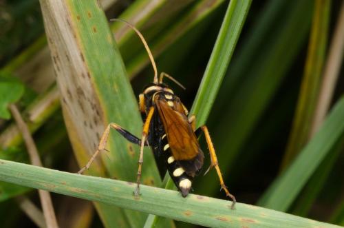 Réf. 285 761 : Batozonellus lacerticida