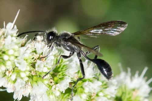 Isodontia mexicana