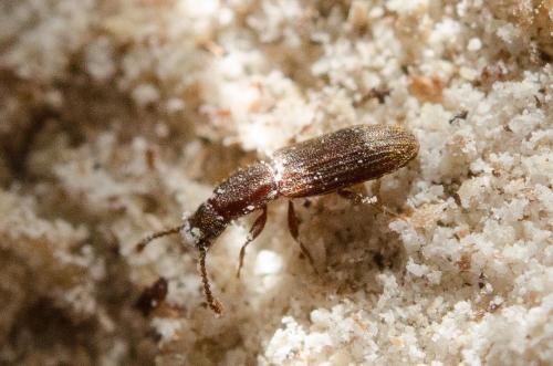 Oryzaephilus sp.