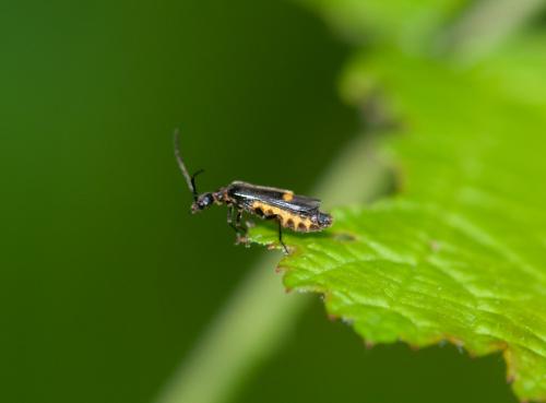 Réf. 285 563 : Malthodes sp.