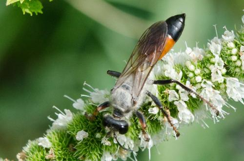 Sphex funerarius