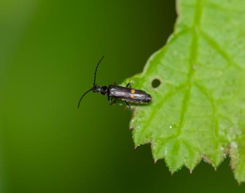 Réf. 285 564 : Malthodes sp.