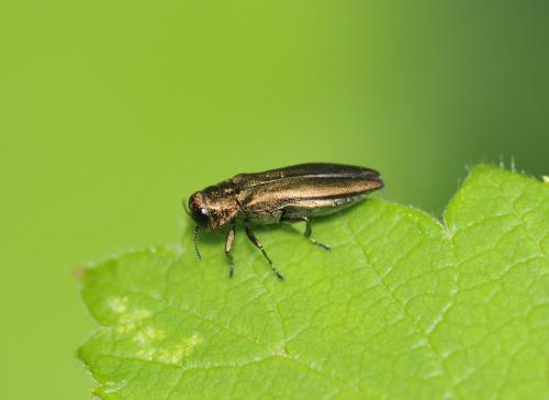 Agrilus sp.