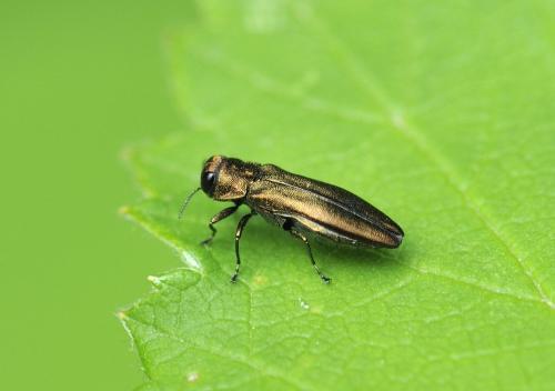 Agrilus sp.