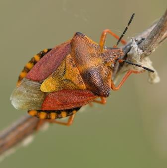 Réf. 285 898 : Carpocoris purpureipennis