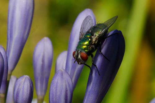 Lucilia sericata