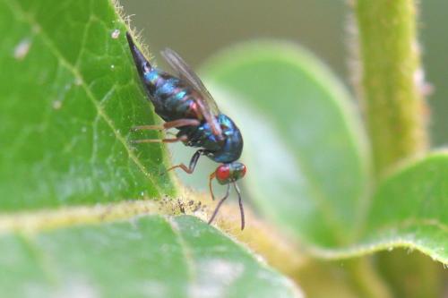 Réf. 285 413 : Ormyrus nitidulus