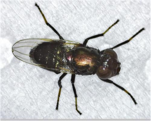 Réf. 285 444 : Physiphora alceae