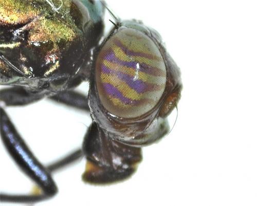 Réf. 285 462 : Physiphora alceae