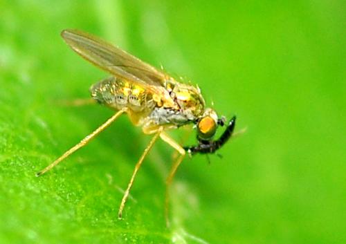 Réf. 285 388 : Chrysotimus molliculus