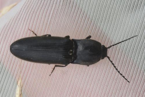 Réf. 285 624 : Hemicrepidius sp.