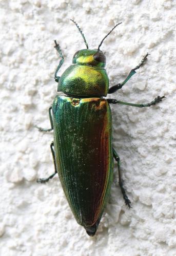 Réf. 285 765 : Eurythyrea micans
