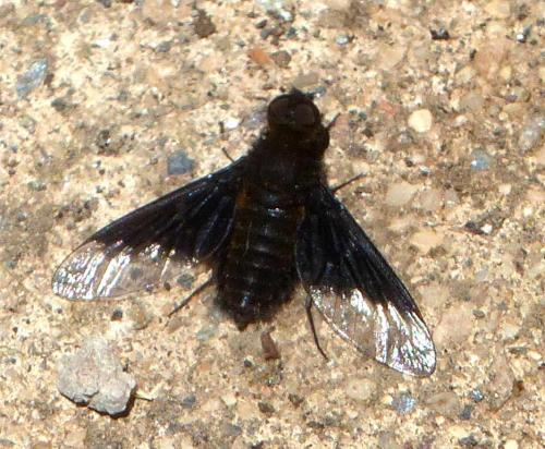 Hemipenthes morio