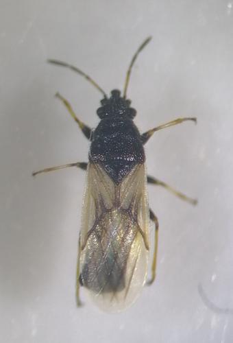 Réf. 285 960 : Metopoplax ditomoides
