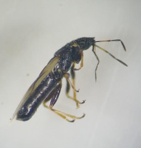 Réf. 285 961 : Metopoplax ditomoides