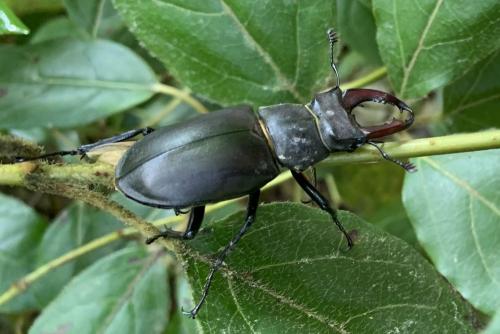 Réf. 285 573 : Lucanus cervus