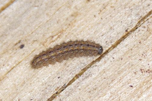 Réf. 285 946 : Eilema sp.