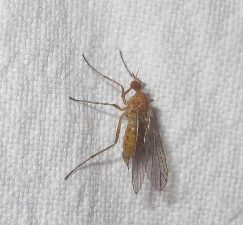 Empis sp.