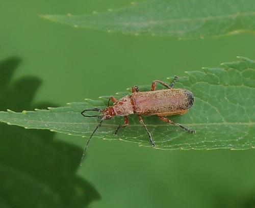 Réf. 285 108 : Rhagonycha fulva