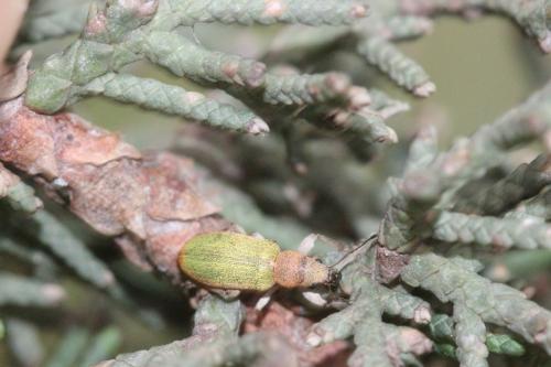Réf. 285 991 : Pachyrhinus lethierryi