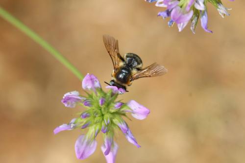 Réf. 285 099 : Melitturga clavicornis
