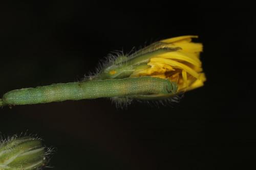 Réf. 285 855 : Trigonophora flammea