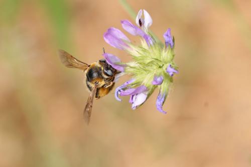 Réf. 285 101 : Melitturga clavicornis