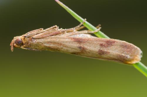 Homoeosoma sinuella