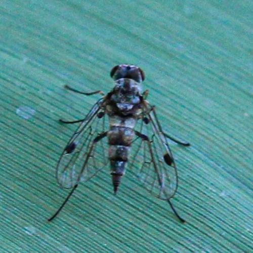 Chrysopilus cristatus