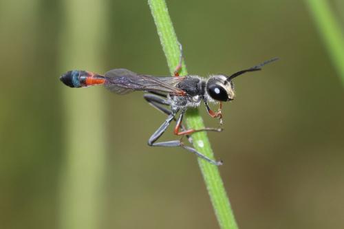 Ammophila heydeni