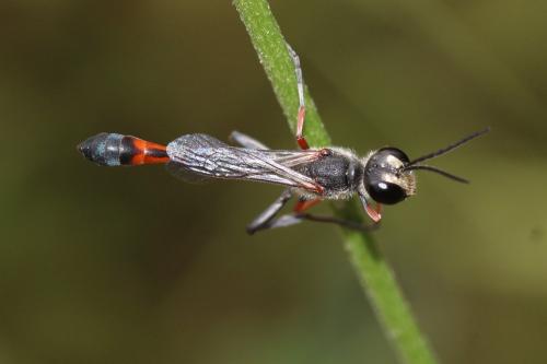 Ammophila heydeni