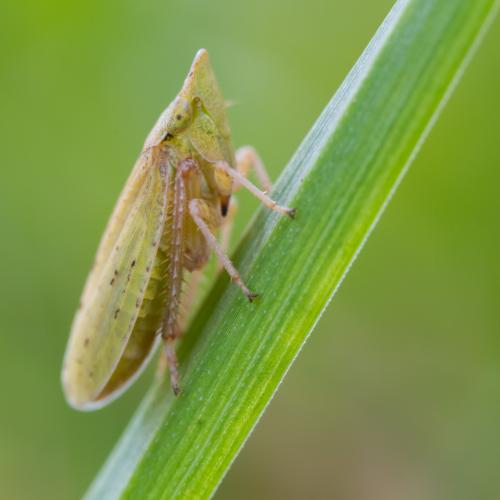 Aphrodinae
