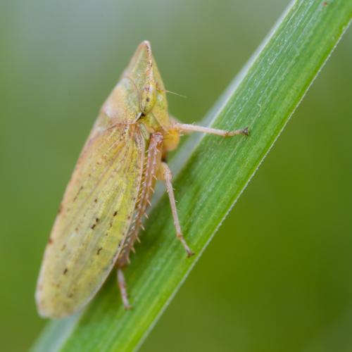 Aphrodinae