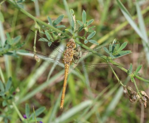 Réf. 285 857 : Sympetrum meridionale