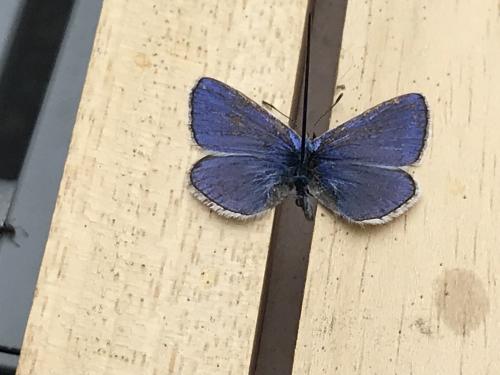 Polyommatus icarus