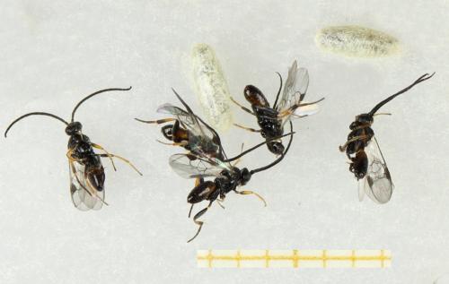 Réf. 285 176 : Microgastrinae inconnu