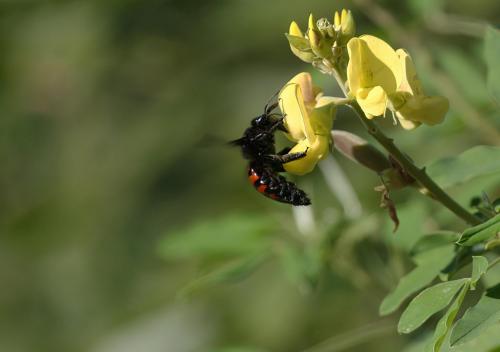 Xylocopa sp.