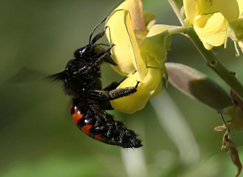 Xylocopa sp.