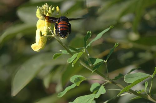Xylocopa sp.