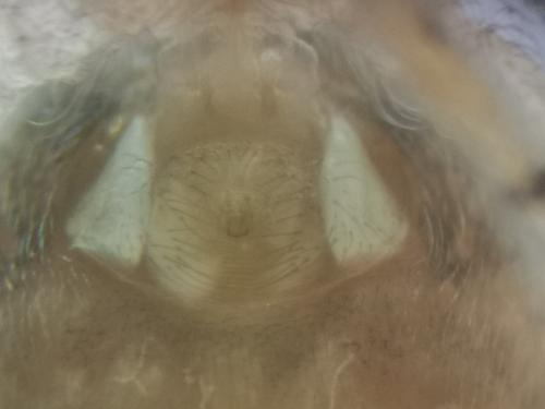 Oecobius maculatus