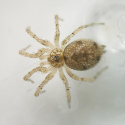 Oecobius maculatus